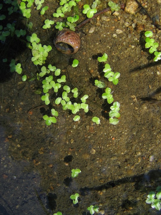 Lemna minor